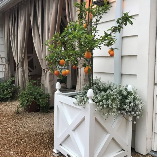 Succulent blood oranges raised in planter!